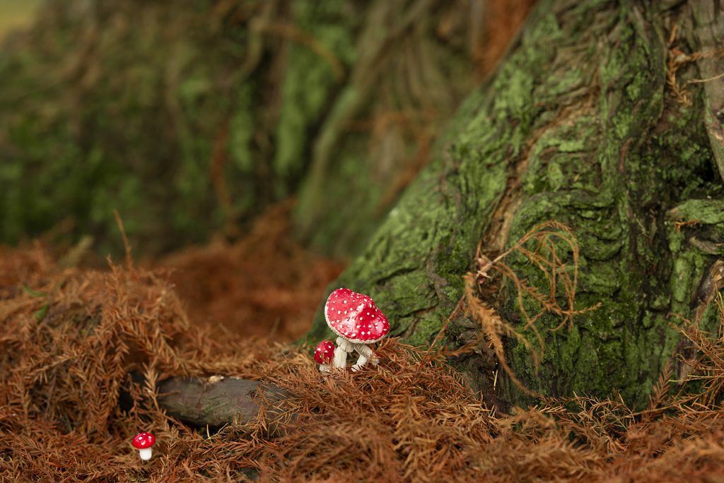 Foto honguito en en el bosque irlandes